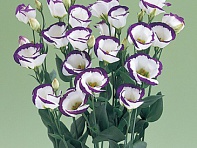 Лизиантус (Эустома) крупноцветковый (Vulcan F1)