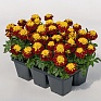 Бархатцы отклоненные (Tagetes patula)