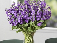 Левкой седой (Tosca) Левкой седой (Tosca)