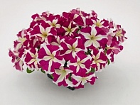 Петуния крупноцветковая (генетически компактная) (Success! HD F1)