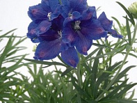 Дельфиниум крупноцветковый (Mirror)