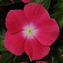 Катарантус розовый ампельный (Vinca rosea)