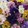 Виола Виттрока бахромчатая (Viola wittrockiana)