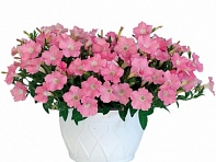 Петуния ампельная гибридная (Pendolino F1)