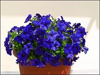 Петуния ампельная гибридная (Nivola F1)