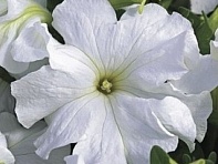 Петуния крупноцветковая (Tritunia F1)