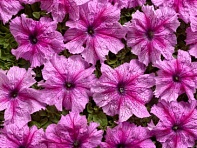 Петуния крупноцветковая (Чехия) (Sneni F1)