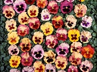 Виола Виттрока