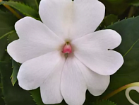 Бальзамин гибридный межвидовой (Solarscape F1) Бальзамин гибридный межвидовой (Solarscape F1)