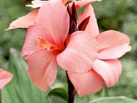 Канна садовая (Cannova F1)