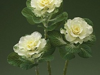 Декоративная капуста (Flare F1)