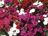 Гвоздика турецкая (Dynasty F1)