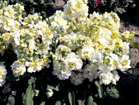 Левкой седой (Cinderella) Левкой седой (Cinderella)