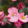 Бегония вечноцветущая (бронзовая листва) (Begonia semperflorens)