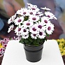 Остеоспермум Эклона (Osteospermum ecklonis)
