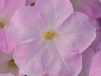 Петуния многоцветковая (Mirage F1)