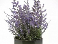 Перовския лебедолистная (Bluesette)