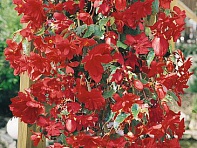 Бегония клубневая махровая ампельная (Illumination F1)