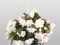 Бегония клубневая махровая ампельная (Nonstop Joy F1)