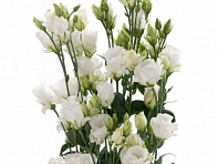 Лизиантус (Эустома) крупноцветковый (Minilisi F1)