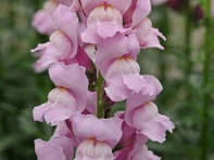 Львиный зев (Антирринум) большой (Potomac F1)