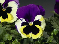 Виола Виттрока