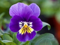 Виола рогатая (Bel Viso F1) Виола рогатая (Bel Viso F1)