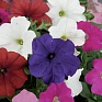 Петуния многоцветковая (генетически компактная) (Petunia multiflora)