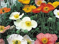 Мак голостебельный (Champagne Bubbles F1)