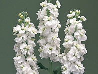 Левкой седой (Canneto) Левкой седой (Canneto)