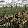 Львиный зев (Антирринум) большой (Antirrhinum majus)
