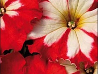 Петуния крупноцветковая гофрированная (Can Can F1)