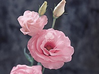 Лизиантус (Эустома) крупноцветковый (Arena F1)