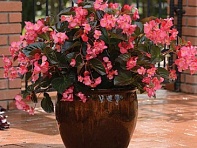 Бегония гибридная (бронзовая листва) (Megawatt F1)