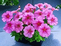 Петуния мелкоцветковая (Fantasy F1)