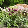 Гомфрена шаровидная (Gomphrena globosa)