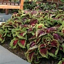 Колеус гибридный (Coleus х hybrida)