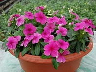 Катарантус розовый ампельный (Solar Avalanche F1)