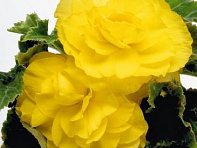 Бегония клубневая махровая многоцветковая (New Star F1)