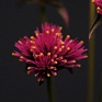 Гомфрена красивая (Gomphrena pulchella)