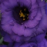 Лизиантус (Эустома) крупноцветковый (Lisianthus grandiflorum)