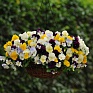 Виола виттрока ампельная (Viola wittrockiana)
