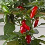 Перец летний (Capsicum annuum)