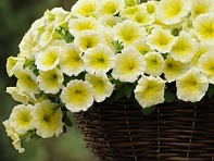 Петуния ампельная гибридная (Easy Wave F1)