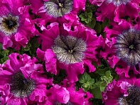 Петуния крупноцветковая (Чехия) превосходнейшая (Bordovaya)