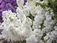 Левкой седой (Katz Hi Double) Левкой седой (Katz Hi Double)