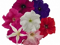 Петуния крупноцветковая (генетически компактная) (Success! HD F1)