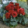 Бегония клубневая махровая (Begonia tuberhybrida)
