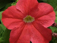 Петуния крупноцветковая (генетически компактная) (Ez Rider F1)