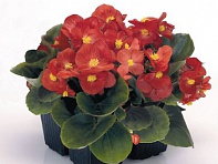 Бегония вечноцветущая (зеленая листва) (Sprint F1)